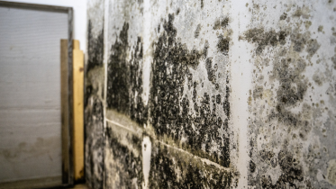 mold-on-walls-373x210 black mold on walls